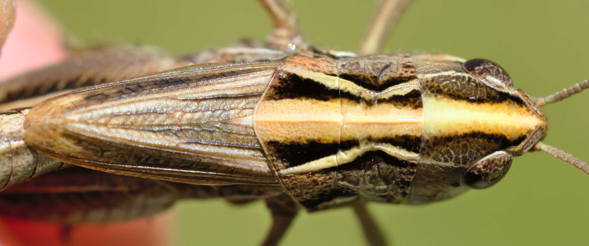 Image of Omocestus (Dreuxius) antigai (Bolívar & I. 1897)