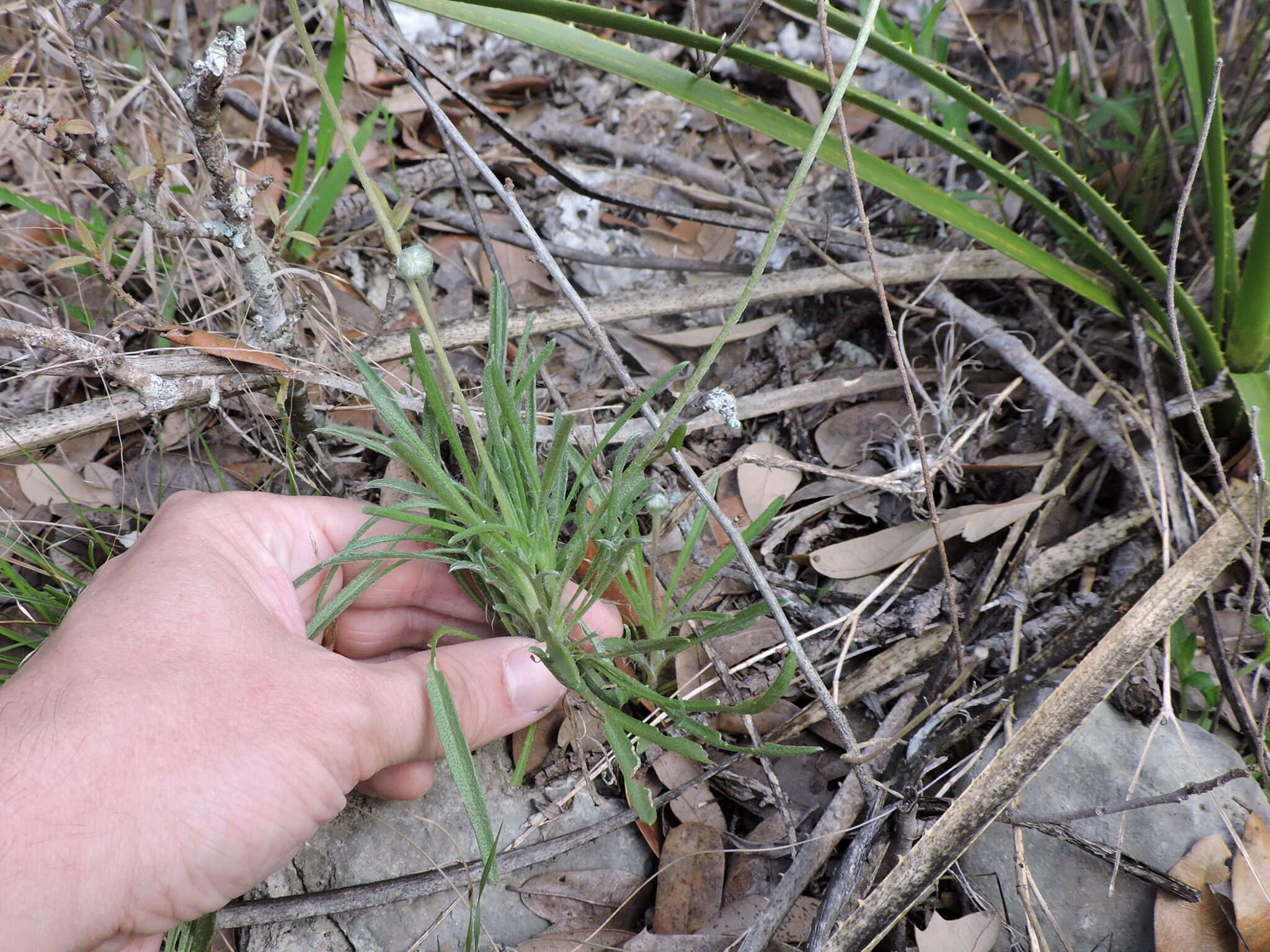 Слика од Tetraneuris scaposa (DC.) Greene