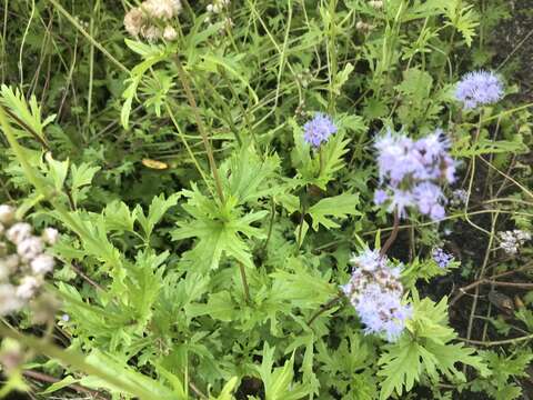 Image of Pinked Mistflower