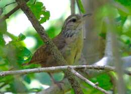 Image of Sinaloa Wren