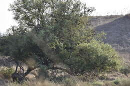 Image de Salix acmophylla Boiss.