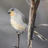 Pachycephala rufogularis Gould 1841 resmi