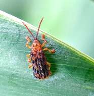 Image of Gonophora pulchella Gestro 1888