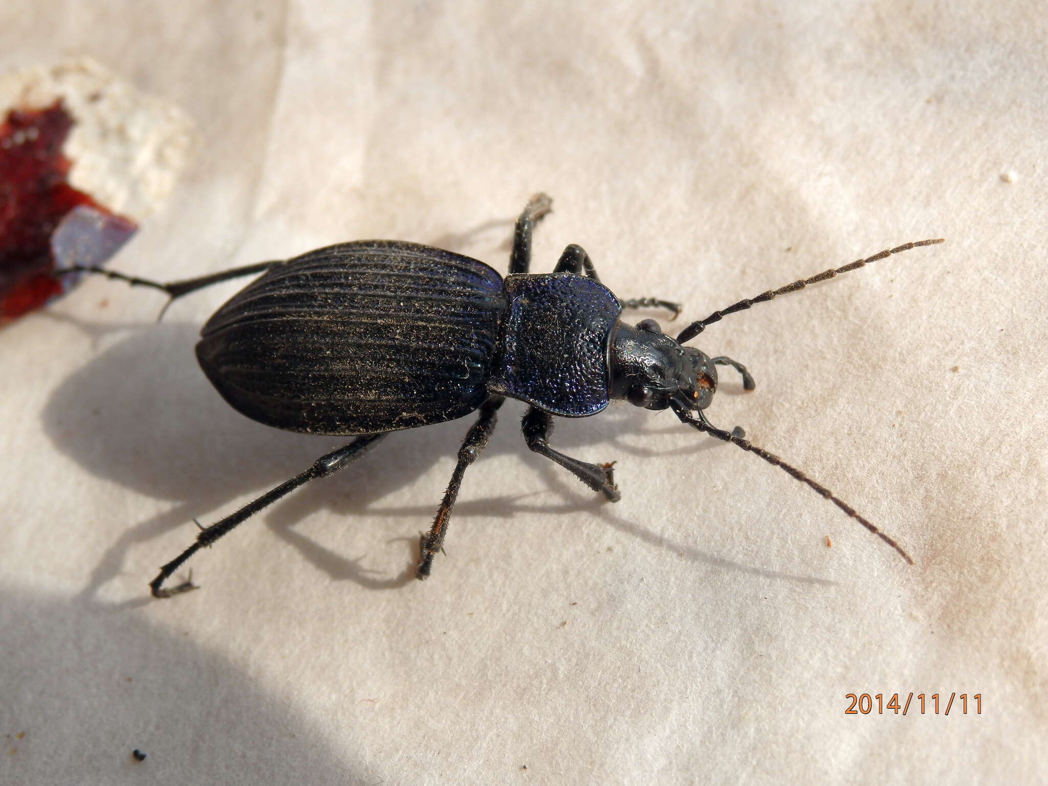 Carabus (Megodontus) exaratus Quensel ex Schönherr 1806 resmi