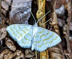 Image of Scopula penultima Herbulot 1992