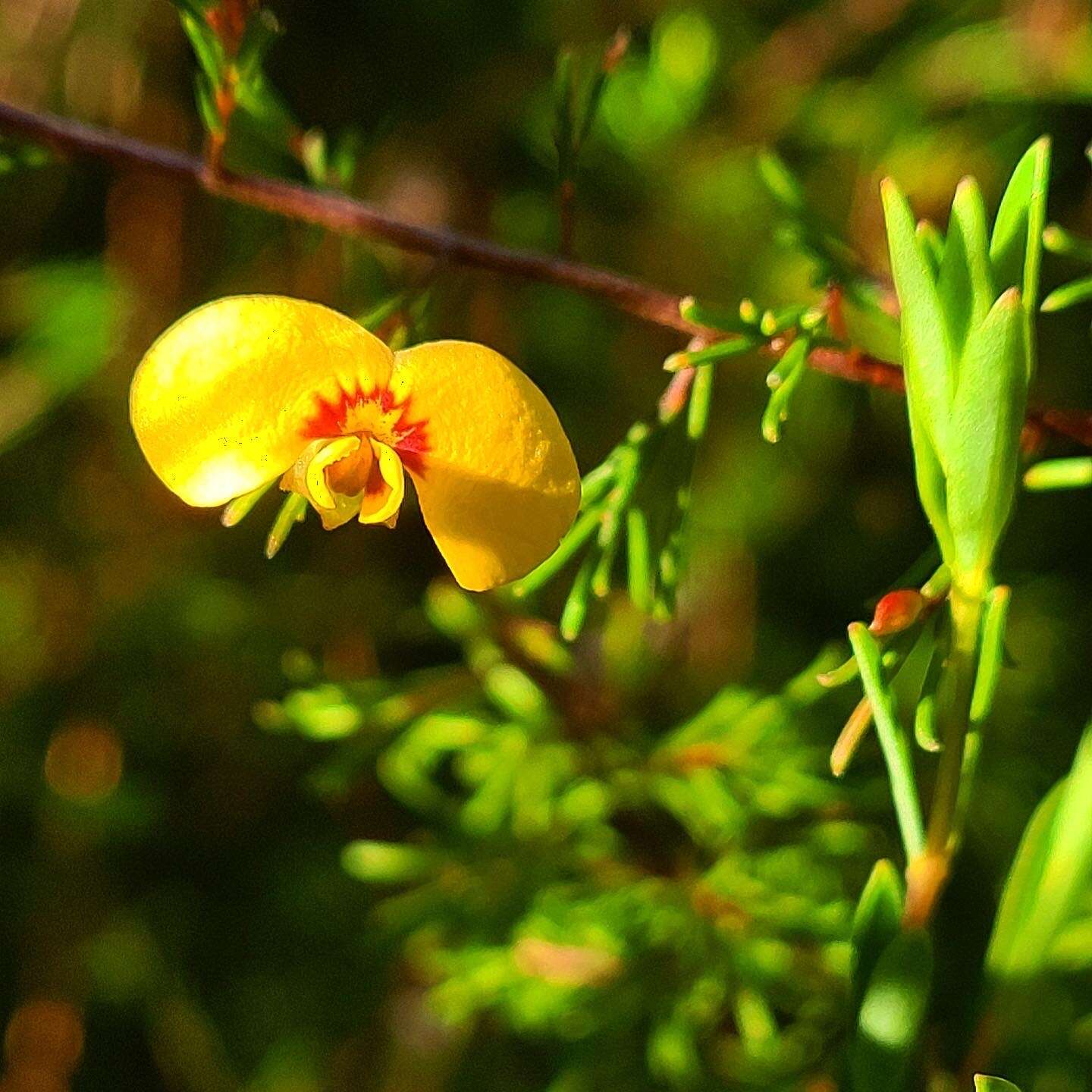 Image of Dillwynia tenuifolia DC.