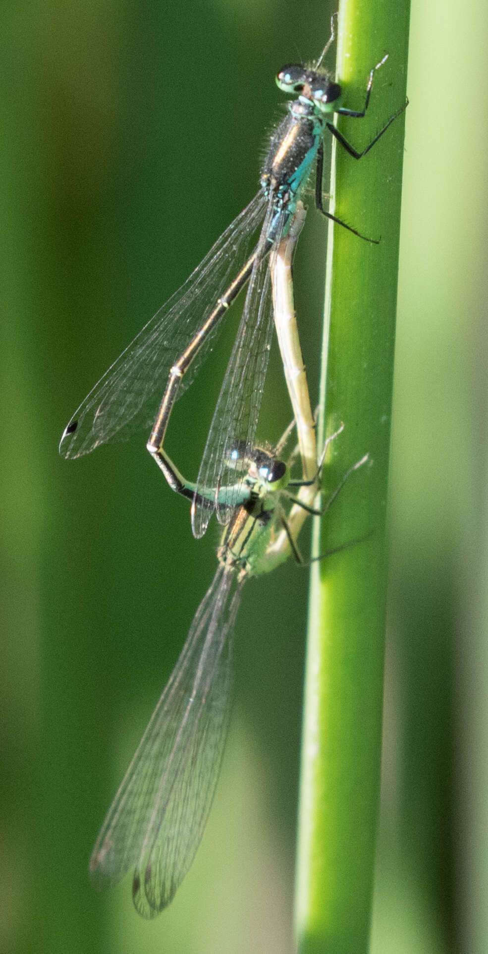 Image of Black-fronted Forktail