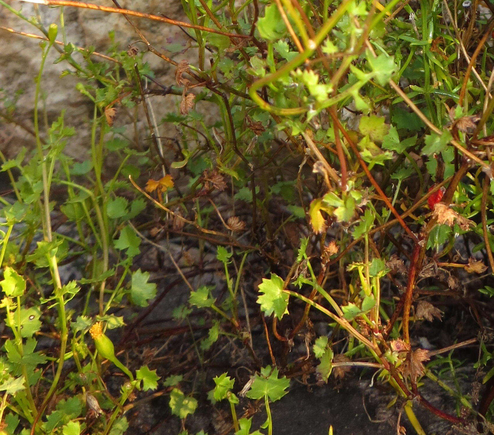 Image of Cineraria lobata subsp. lobata