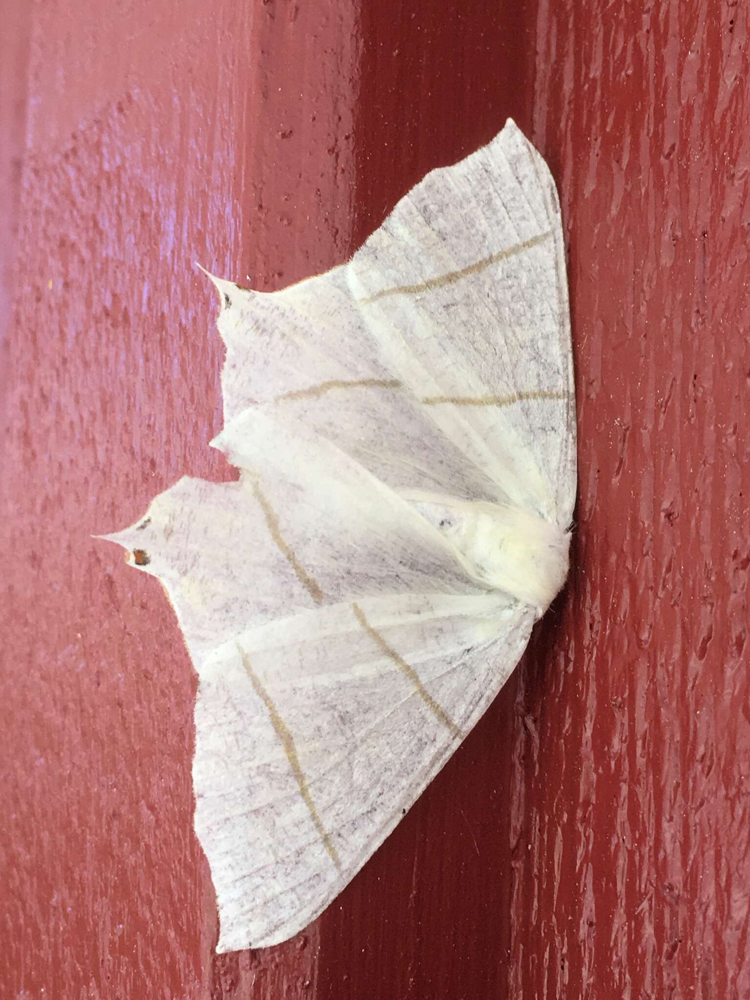 Image of swallow-tailed moth