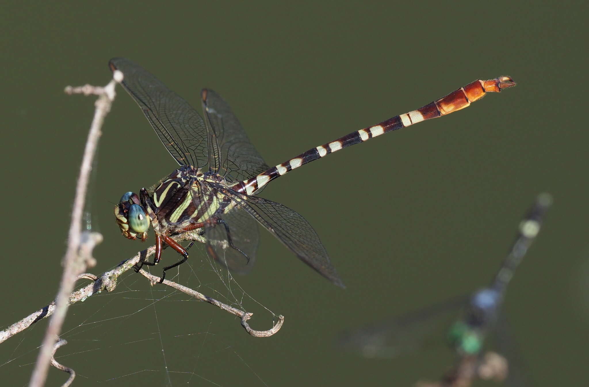 Image of Aphylla theodorina (Navás 1933)