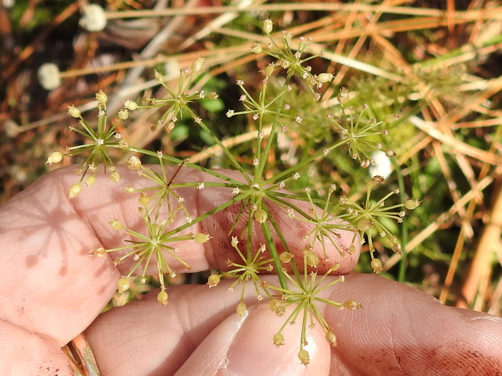 Image of ribbed mock bishopweed