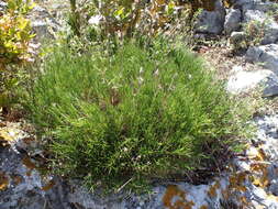 Plancia ëd Cerastium arvense subsp. suffruticosum (L.) Nym.