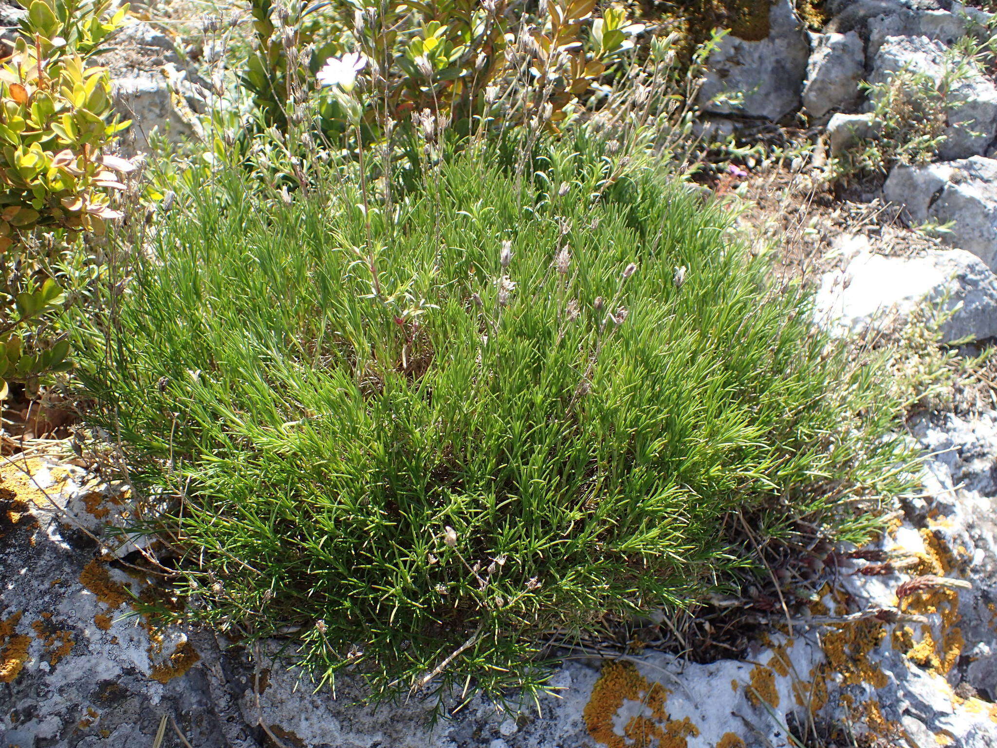 Image of Cerastium arvense subsp. suffruticosum (L.) Nym.