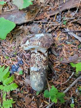 Слика од Tricholoma dulciolens Kytöv. 1989