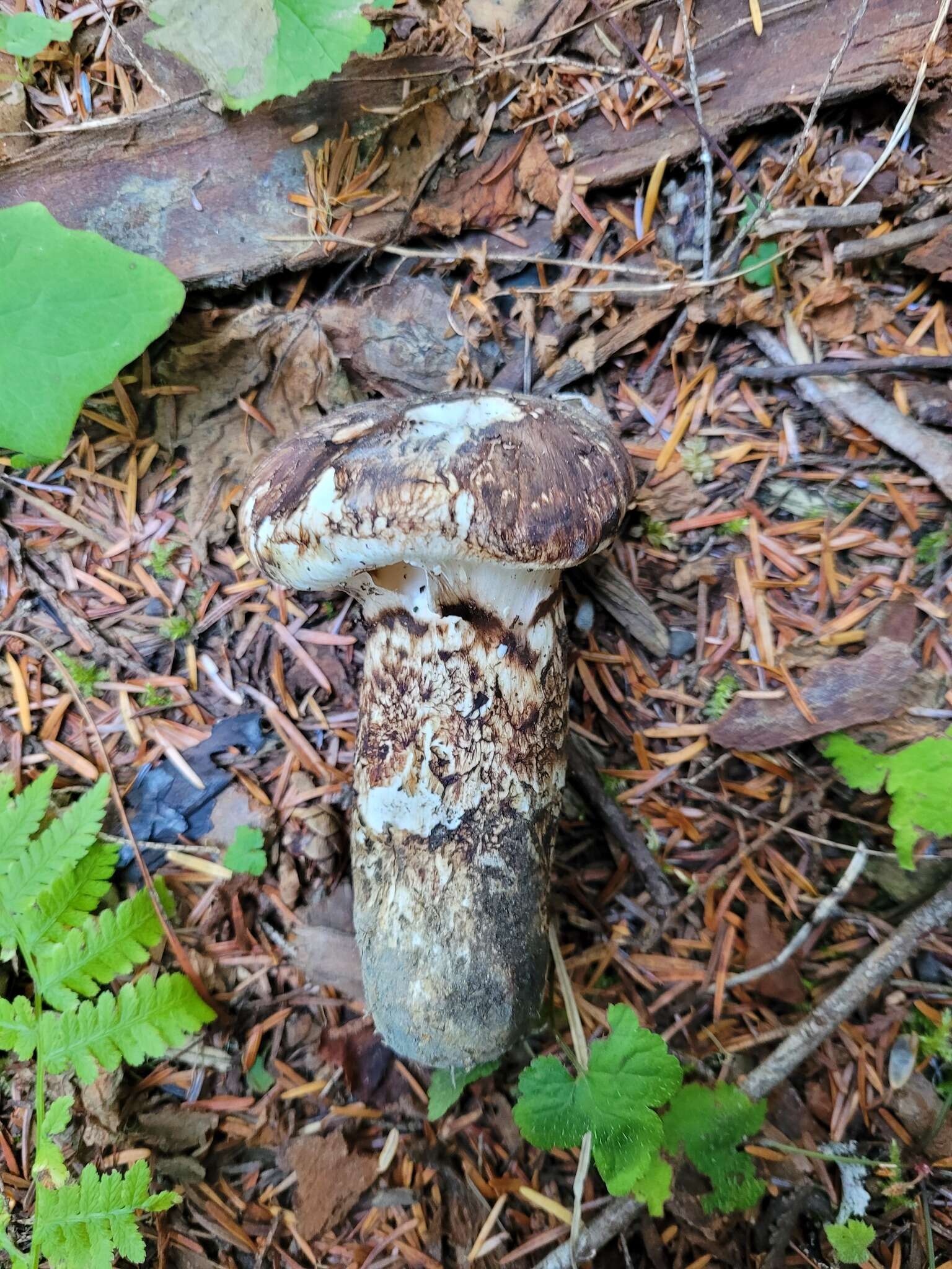 Image of Tricholoma dulciolens Kytöv. 1989