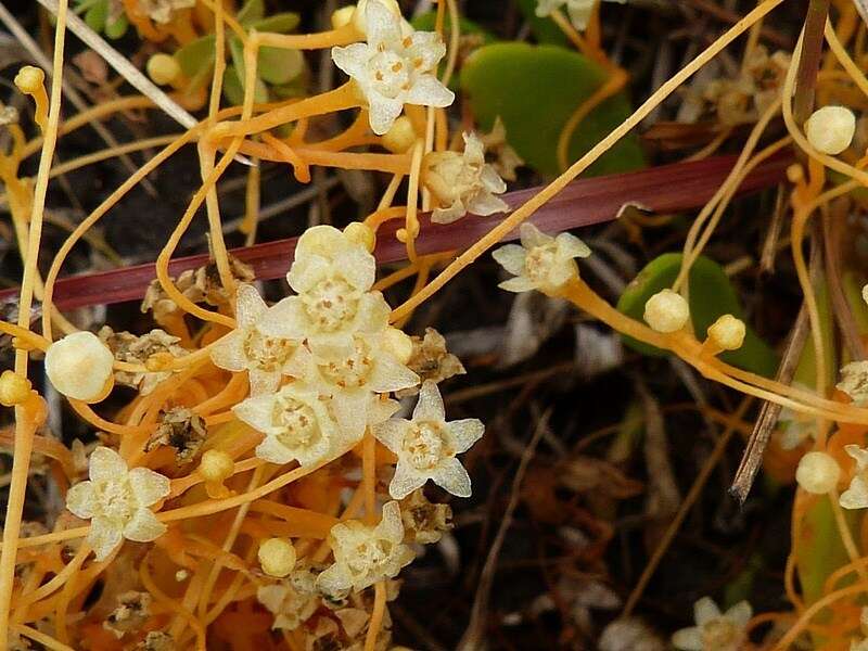 Image of Cuscuta tasmanica Engelm.