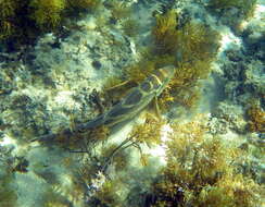 صورة Dactylophora