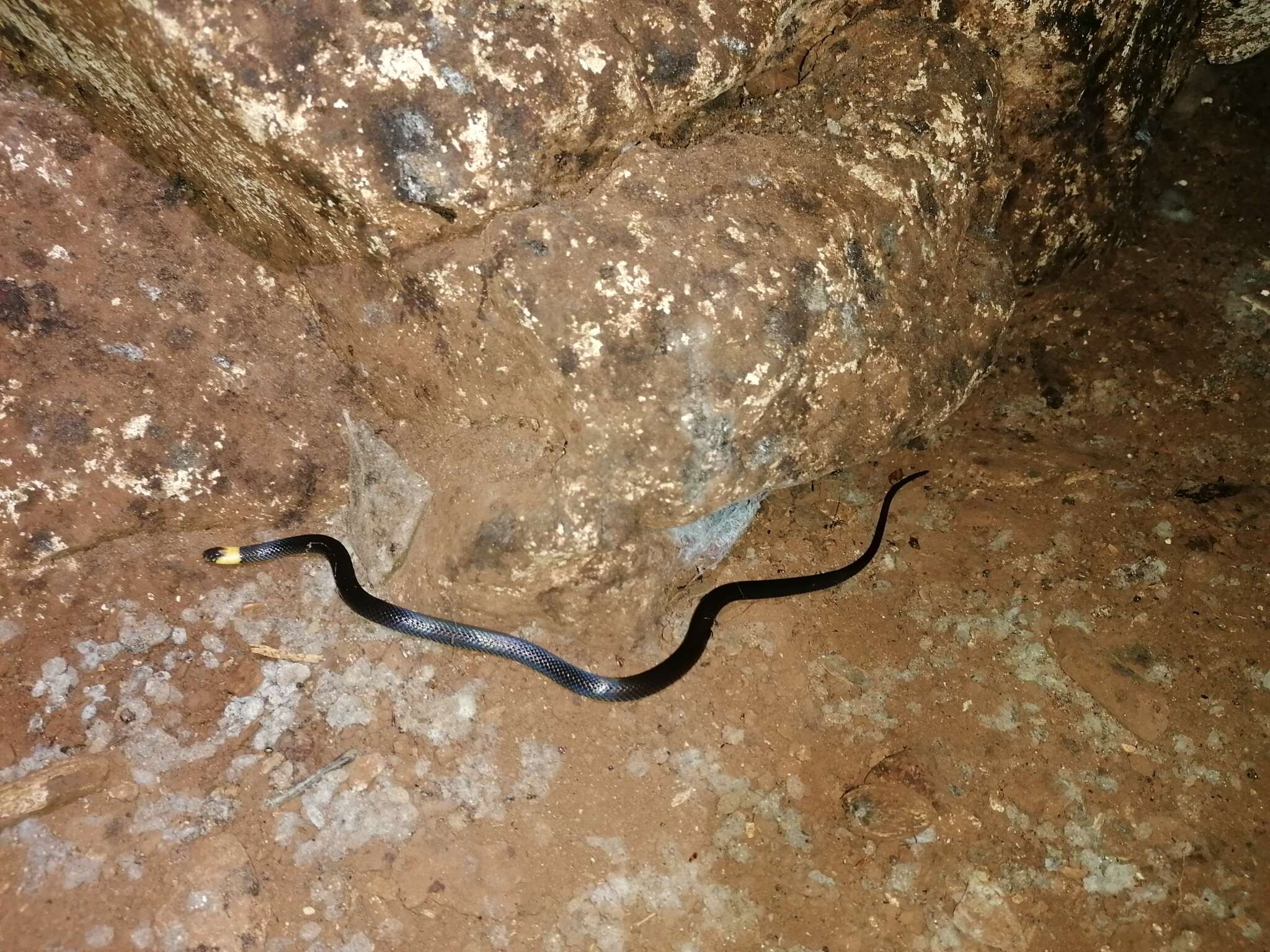 Image of Blackbelly Centipede Snake