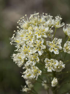 Image of Toxicoscordion venenosum var. venenosum