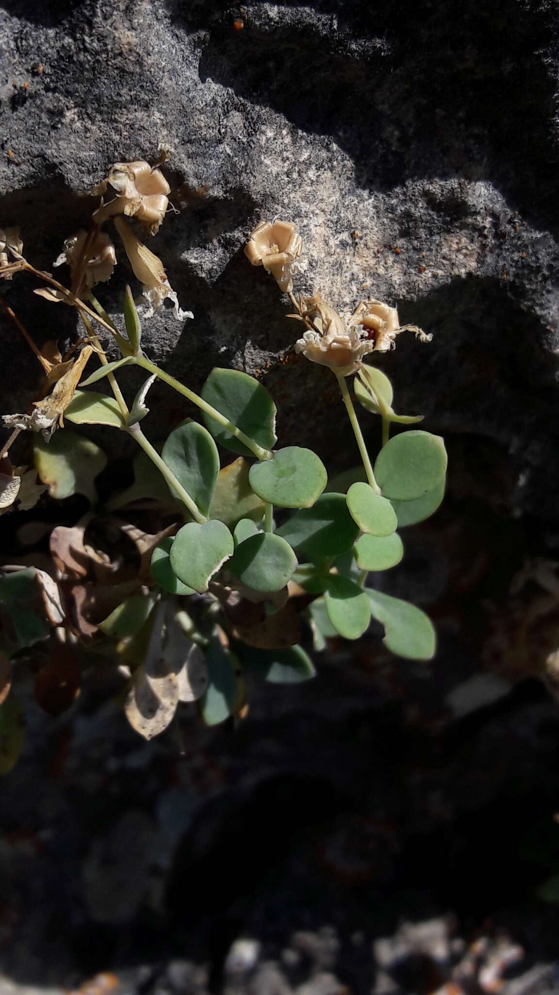 Image of Petrocoptis glaucifolia (Lag.) Pau