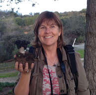 Image of Helvella vespertina N. H. Nguyen & Vellinga 2013