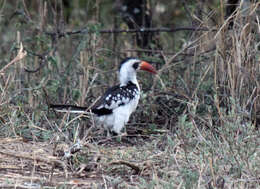 Image of Tanzanian Red-billed Hornbill