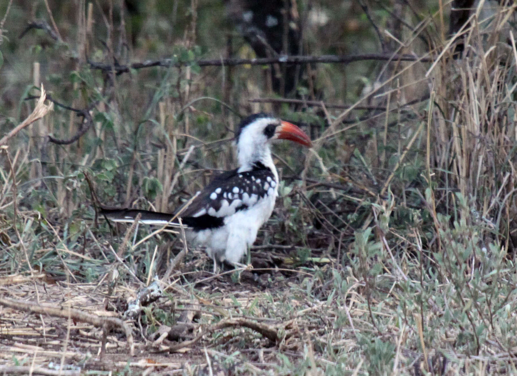 Image of Tanzanian Red-billed Hornbill