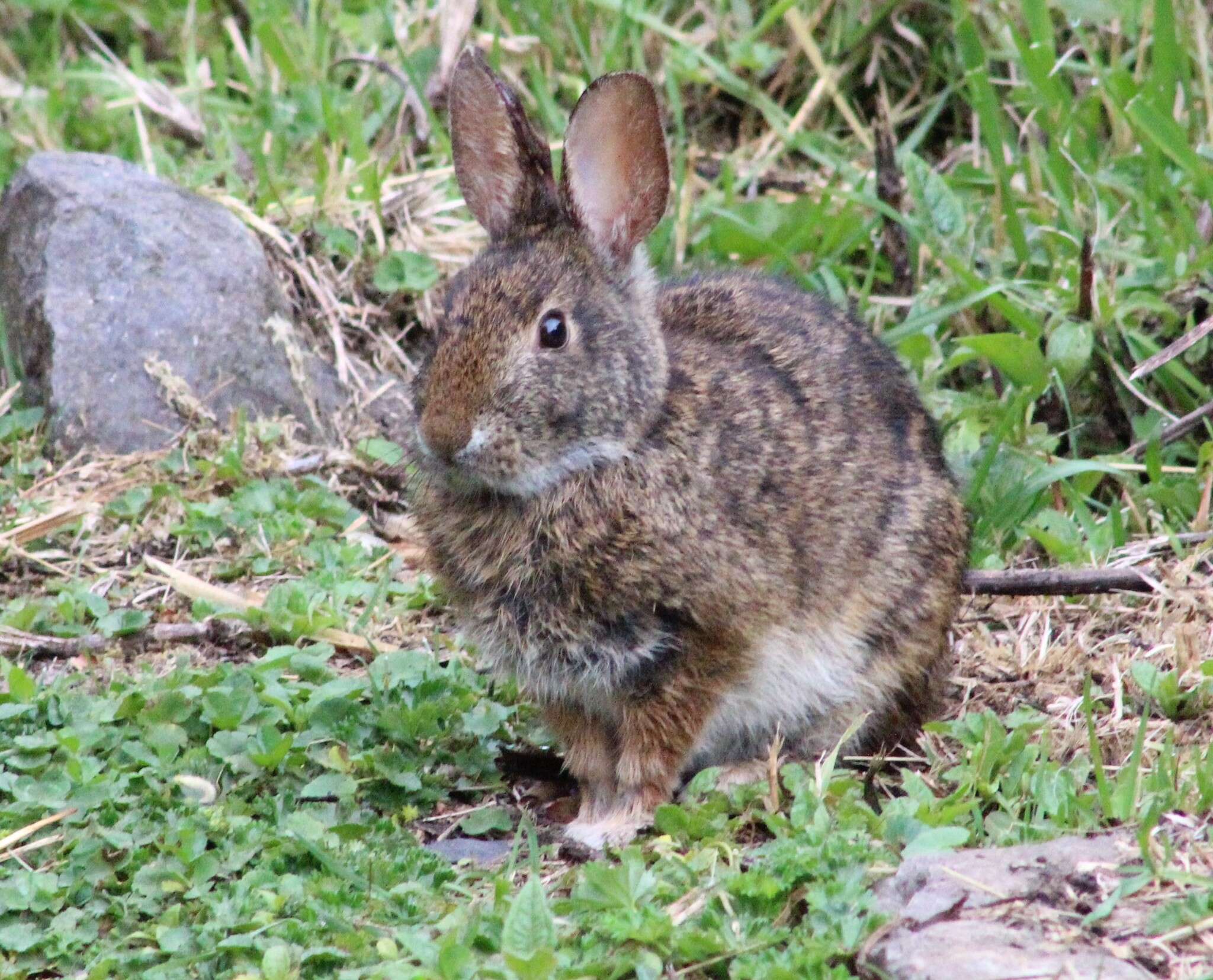 Image of Andean tapeti