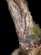 Image of Common Dwarf Salamander