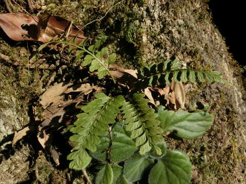 Image de Asplenium crinicaule Hance