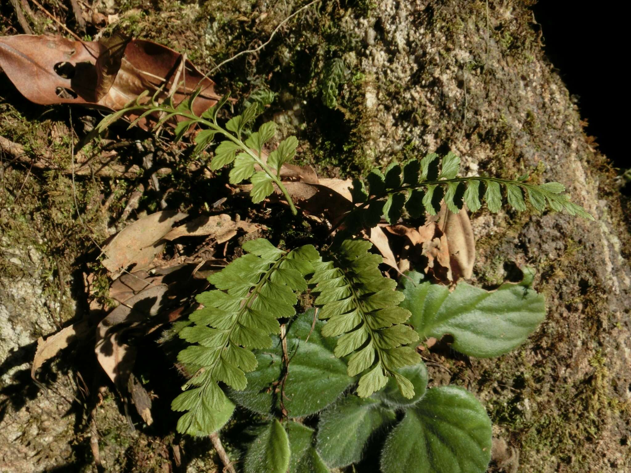 Image de Asplenium crinicaule Hance