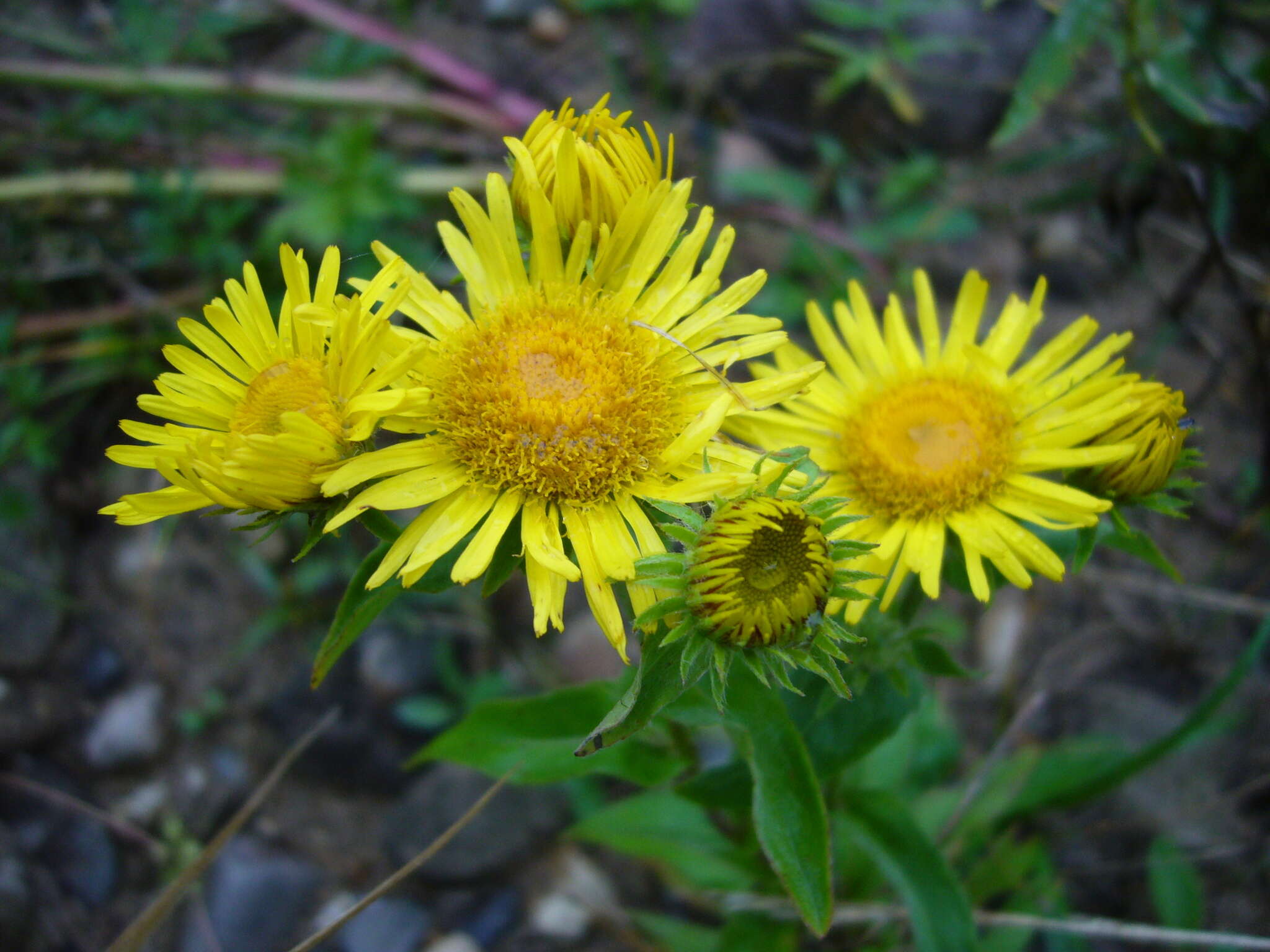 Image of British yellowhead