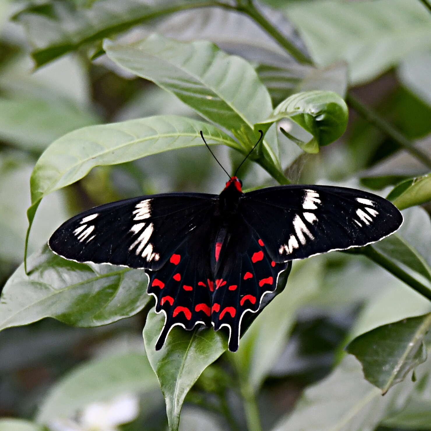 Image of Pachliopta hector (Linnaeus 1758)