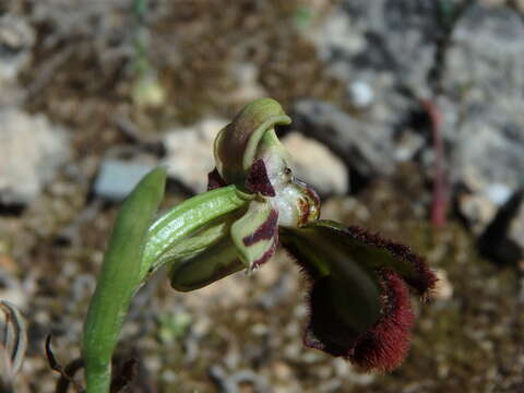 Image of Looking-glass Orchid