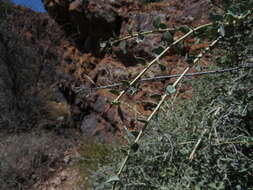 Image de Cissampelos capensis Thunb.