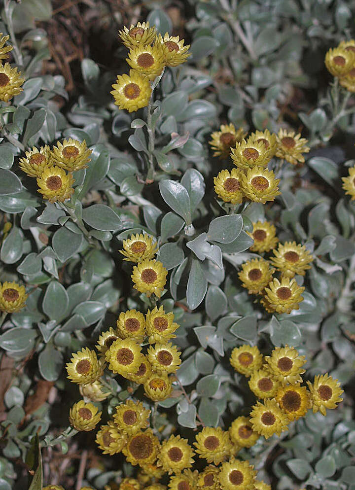 Image de Helichrysum argyrophyllum DC