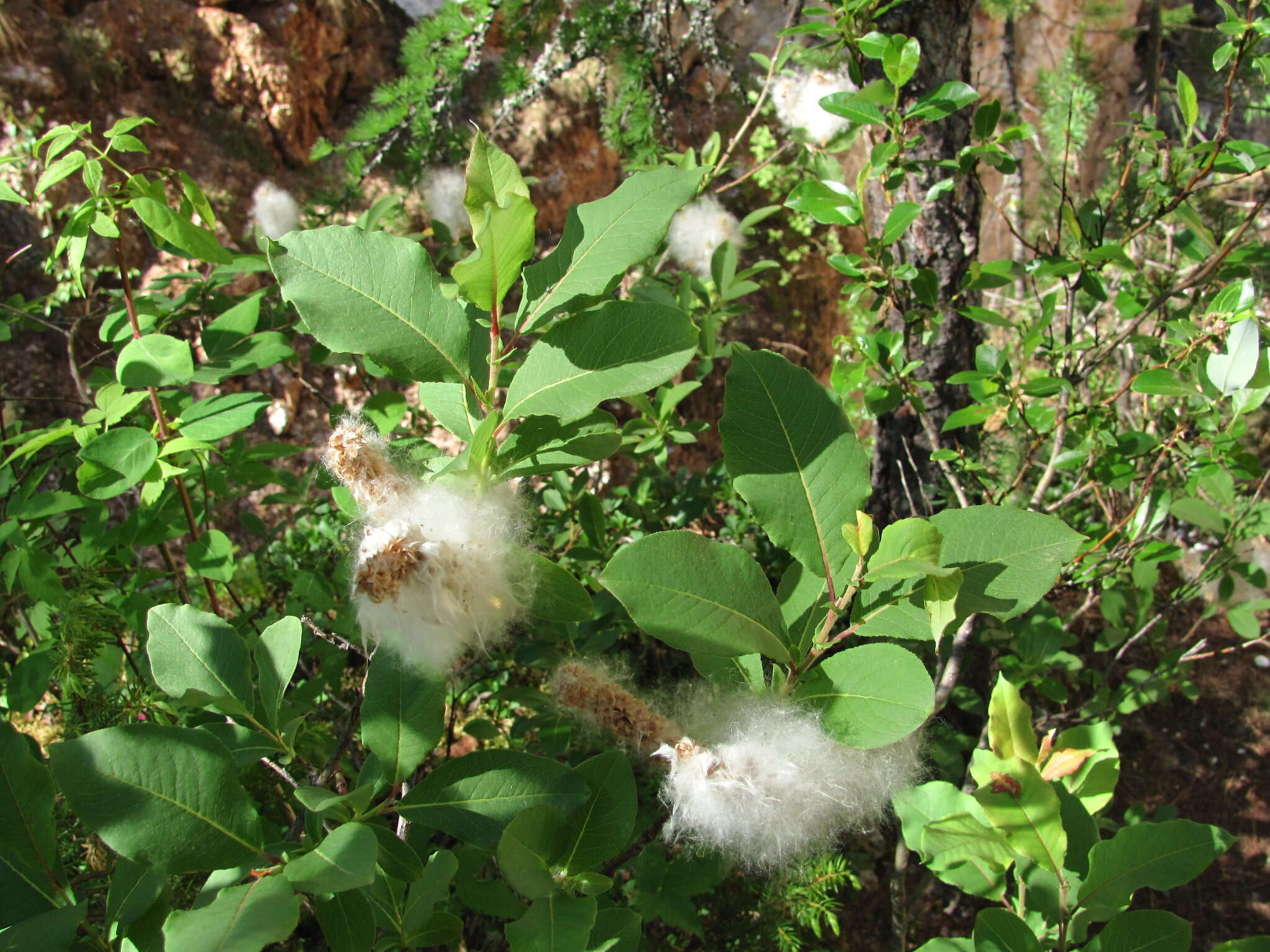 Image of halberd willow