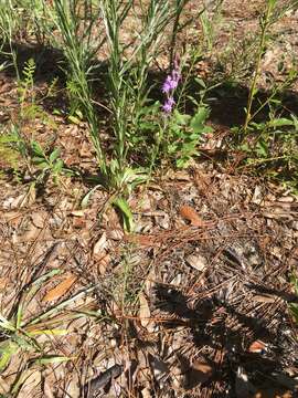 Image of Liatris pauciflora var. secunda (Ell.) D. B. Ward