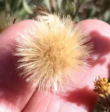 Image of sessileflower false goldenaster