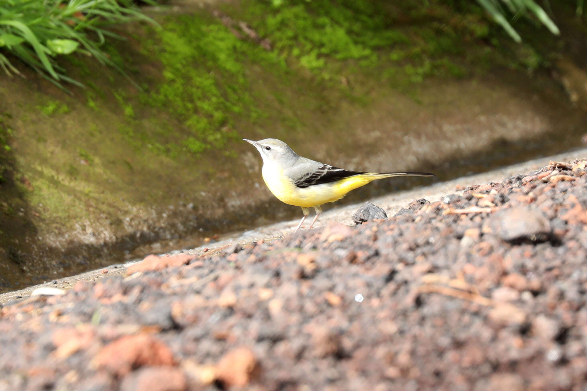 Image of Motacilla cinerea patriciae Vaurie 1957