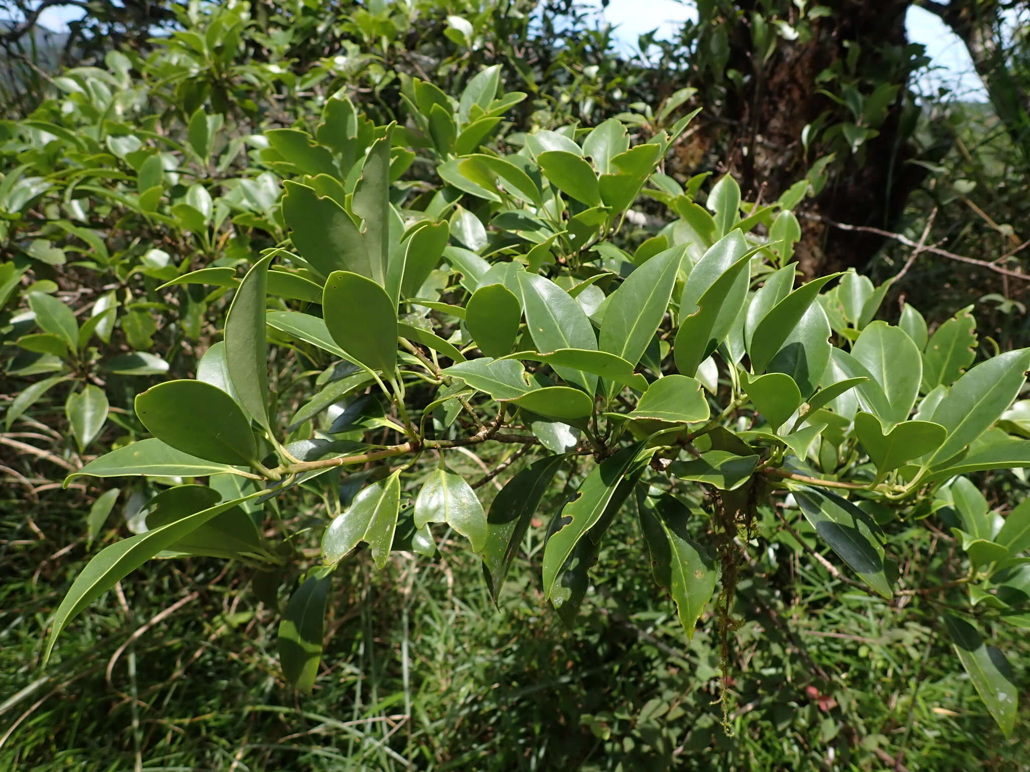 Слика од Illicium anisatum L.