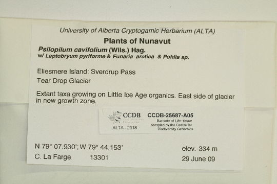 Image of psilopilum moss