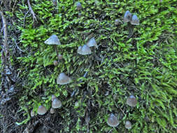 Imagem de Mycena leptocephala (Pers.) Gillet 1876