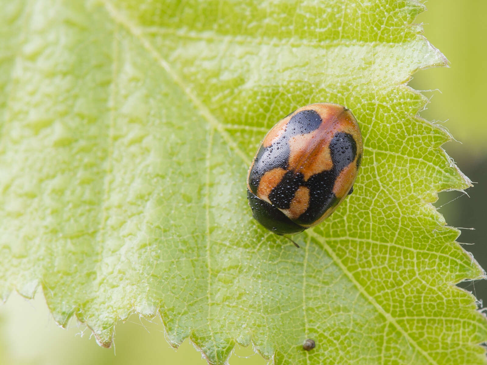 Image of hieroglyphic ladybird