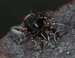 Image of Phidippus toro Edwards 1978