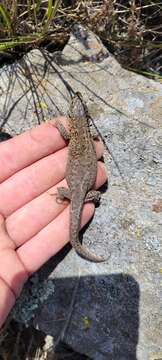 Image of Island Night Lizard