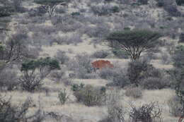 Image of Somali Ostrich