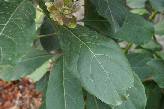 Plancia ëd Ehretia acuminata (DC.) R. Br.