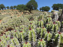 Euphorbia officinarum L. resmi