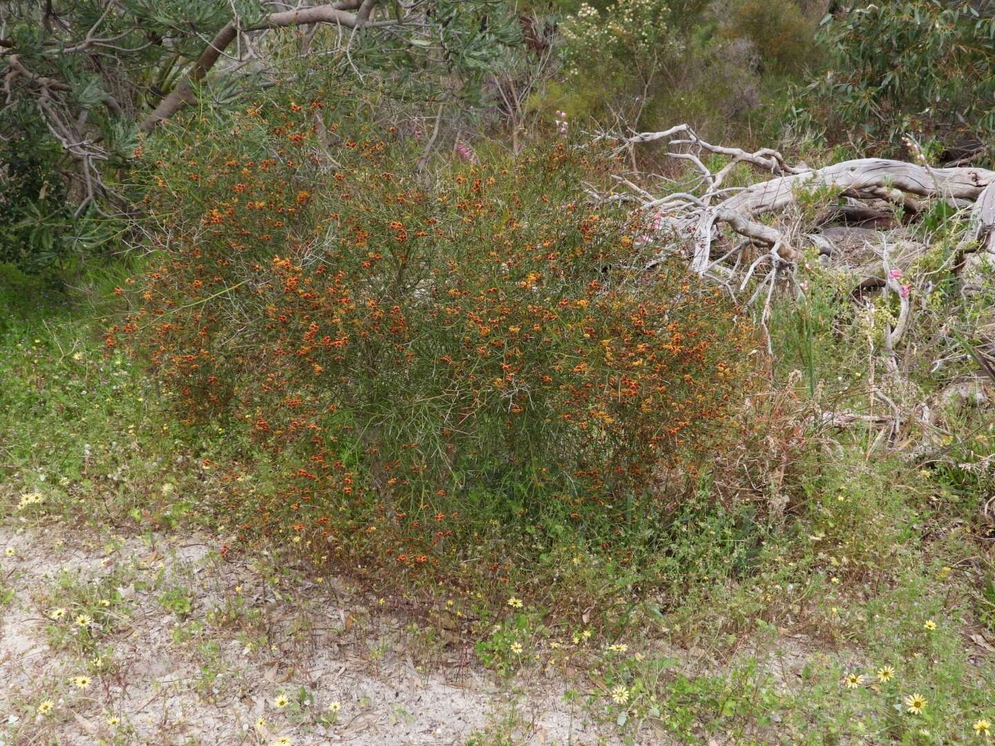 Imagem de Daviesia divaricata Benth.